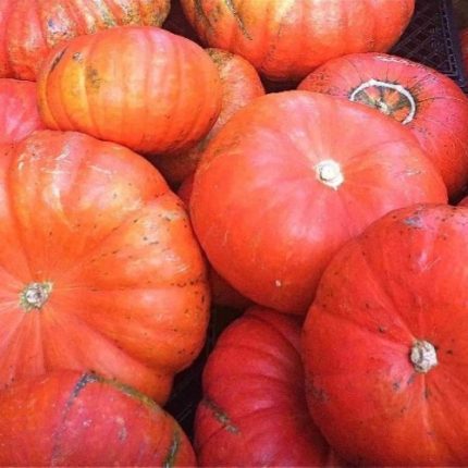 Indian Red Pumpkin
